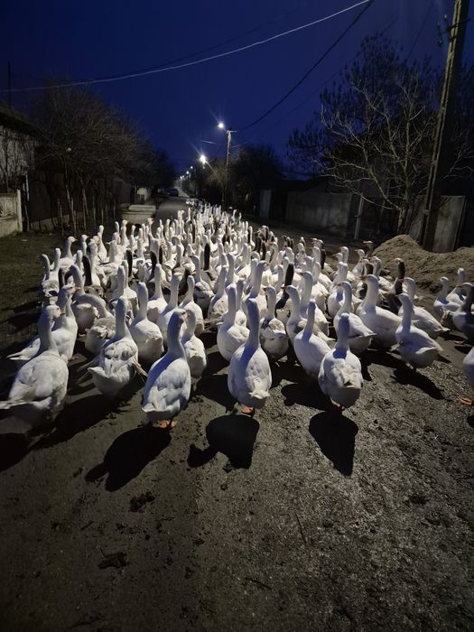 Oua de gasca de vânzare