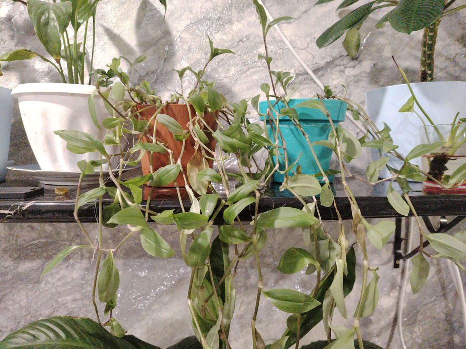 Продам Традесканцию