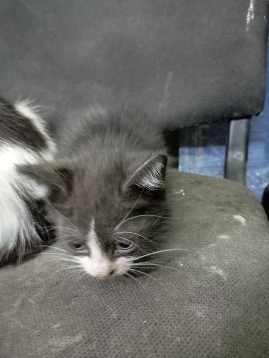 Спасите Камчатку