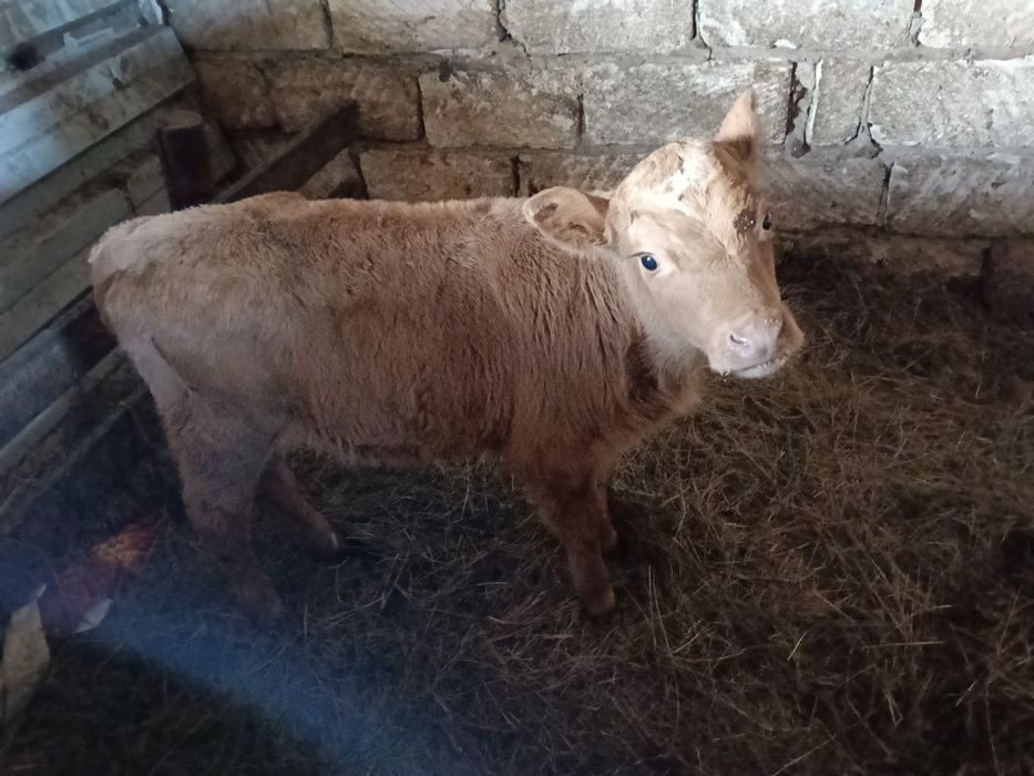 Бұзау сатылады...