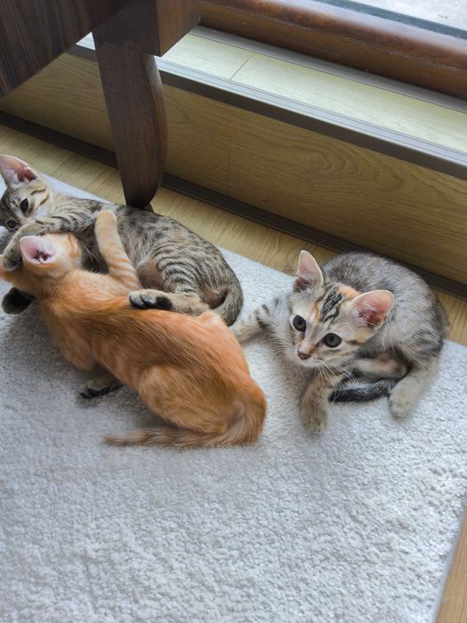 Нежна домашна котка на 2,5 месеца търси своя дом