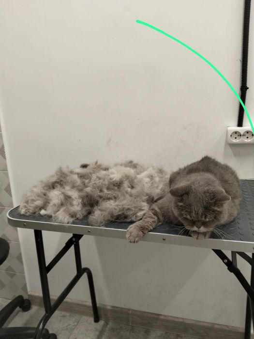 Вызов грумера на дом.