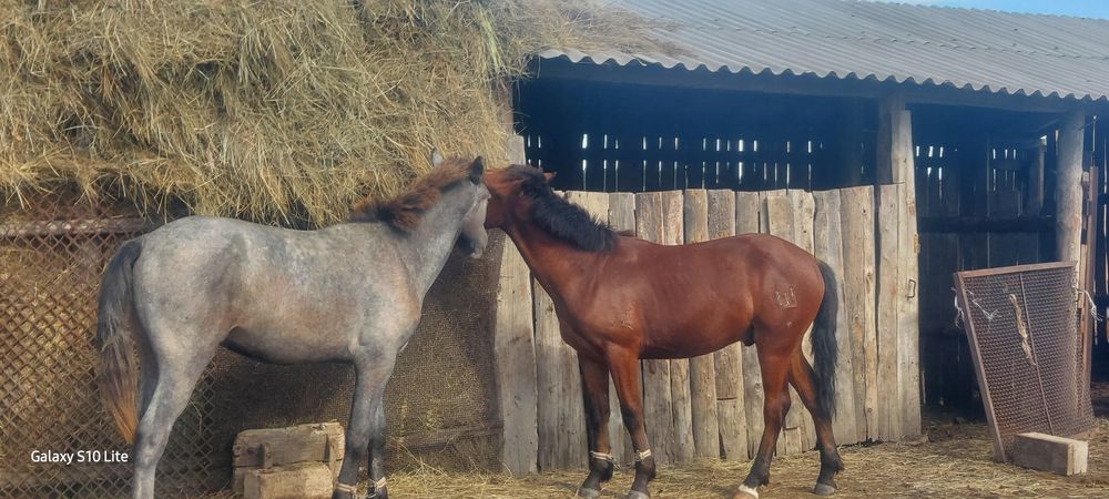 Продам тай Еркек бага биреуйне