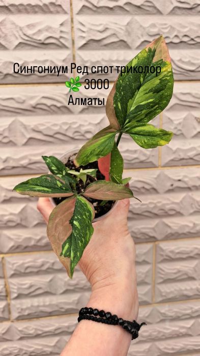 Комнатные растения