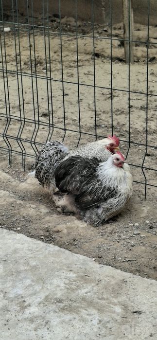 Кох карлик товуклар сотилади 1+1.