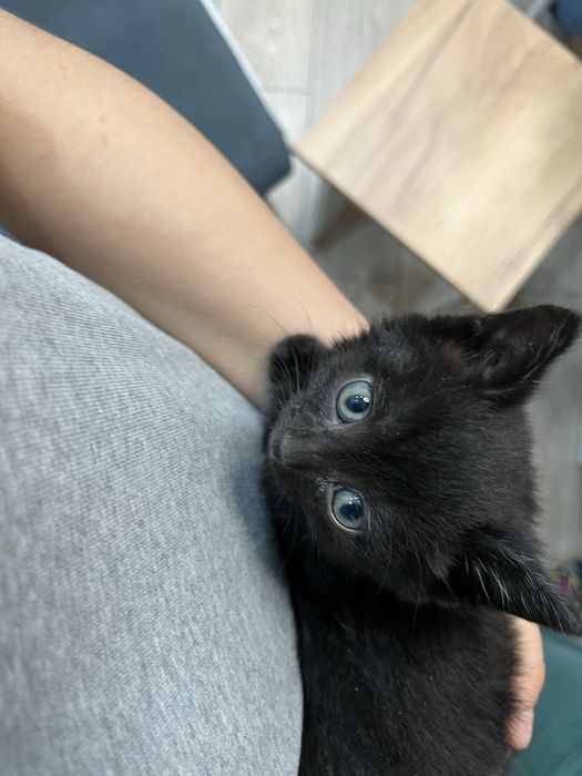 Отдам котенка в добрые руки