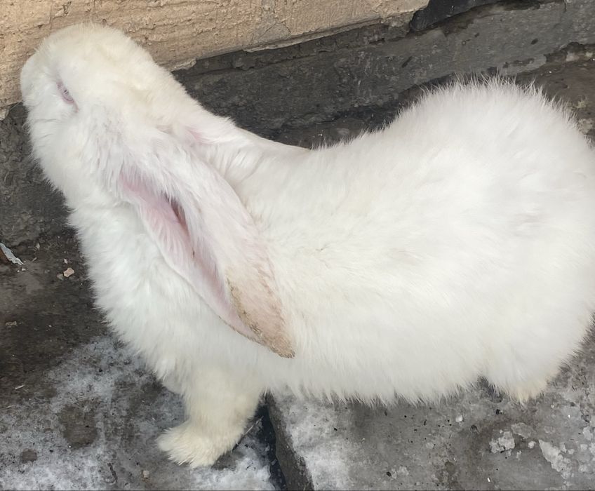 Продам кроликов для разведения