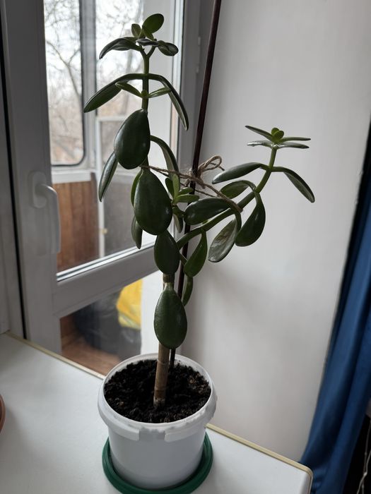 Толстянка (Денежное дерево)