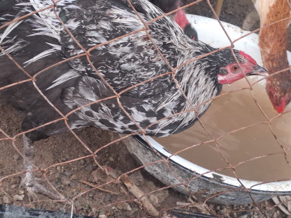 Продам молодые петухов.