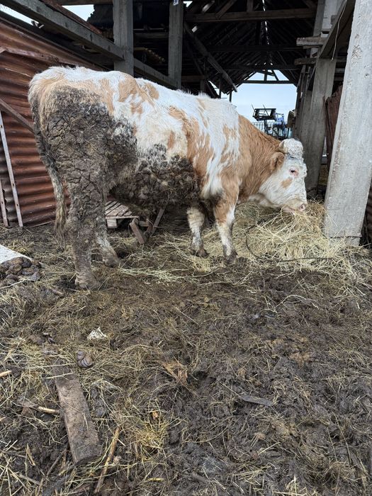 Vand viței de tăiat