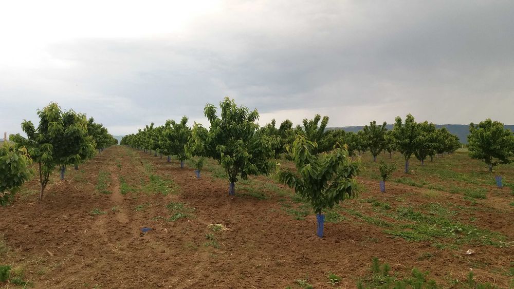 Продава се 11 дка млада черешова градина