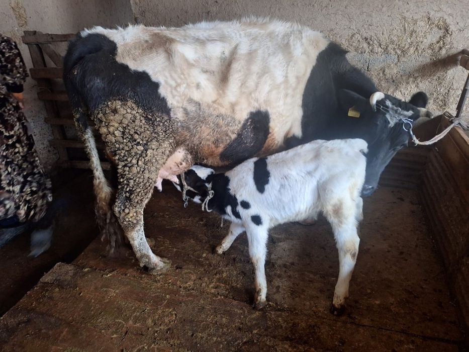 Сауынды сиыр сатылады