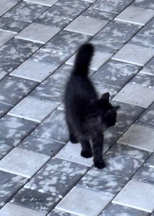 Котенок 6 месяцев