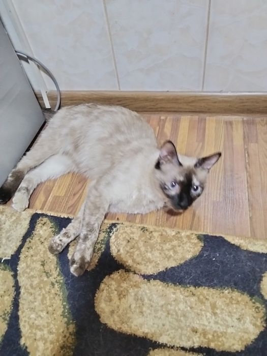 Одам  хорошие руки сиамская кошка