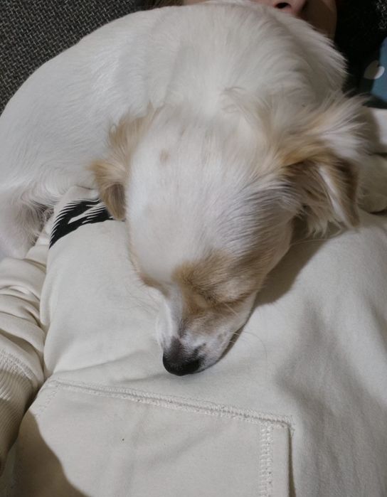Donez catelusa Bichon cu pechinez