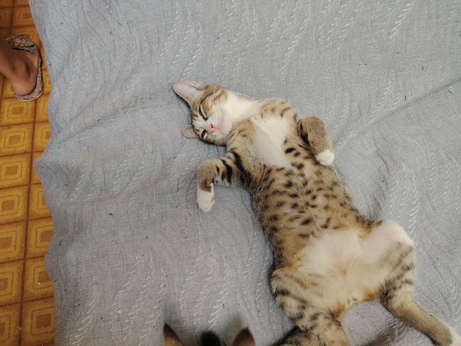 Котëнок ждет хозяина