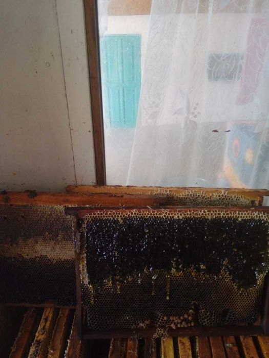 Продам мед горный