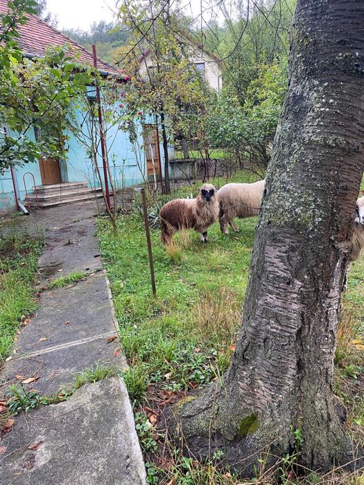 Vand mielute turcane