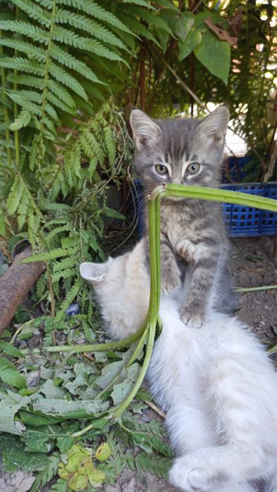 Отдам котят в добрые руки все мальчики