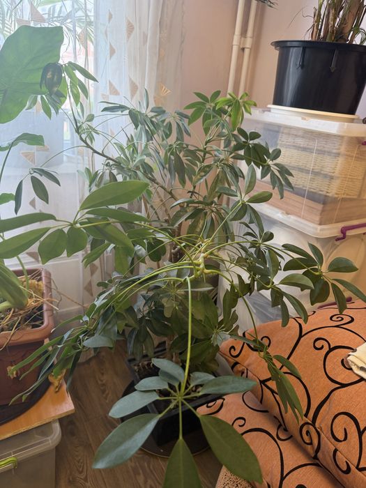 Комнатные цветы