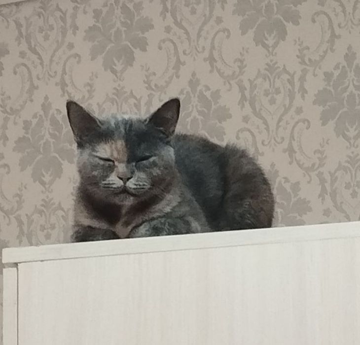 Отдам даром кошку британская