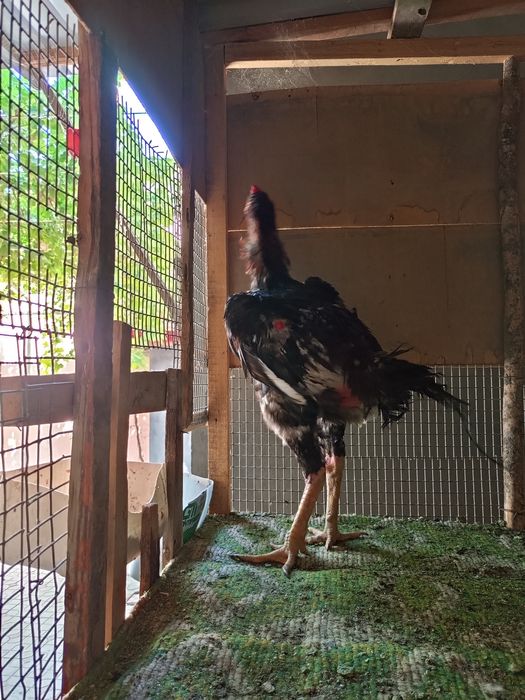 Дакан хороз йошга тулган