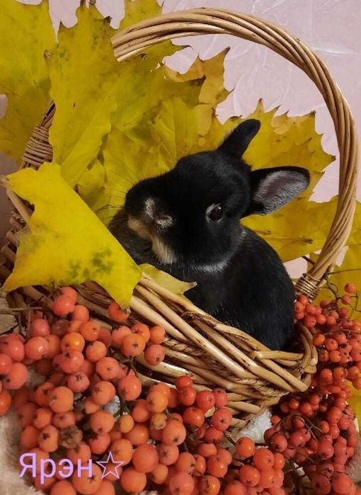 Карликовые крольчата породы ,,Голандский''(голландский торчеухий).