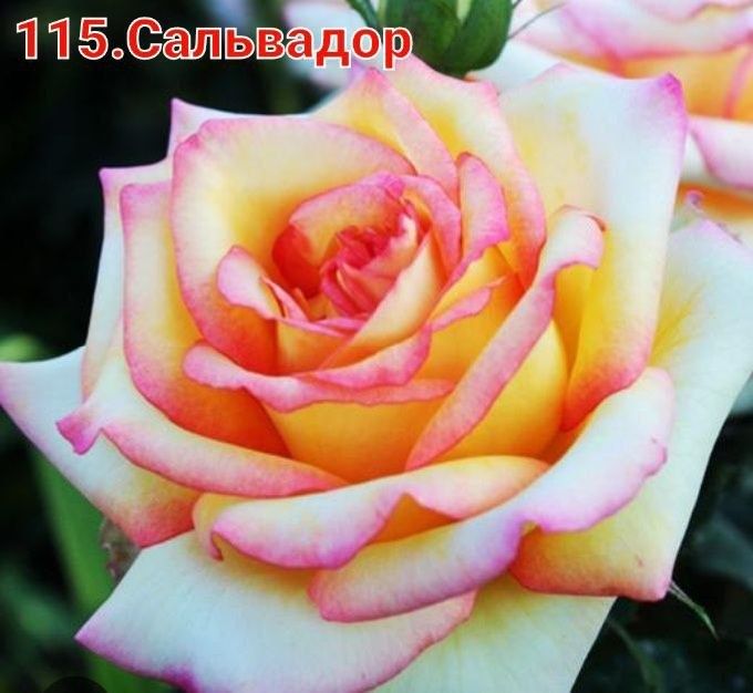 Продаётся саженцы цветов