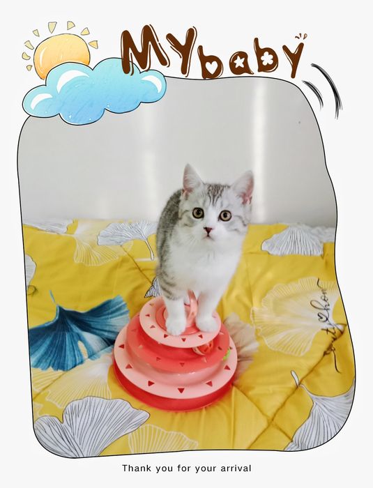 Серебристый табби биколор Страйт мальчик