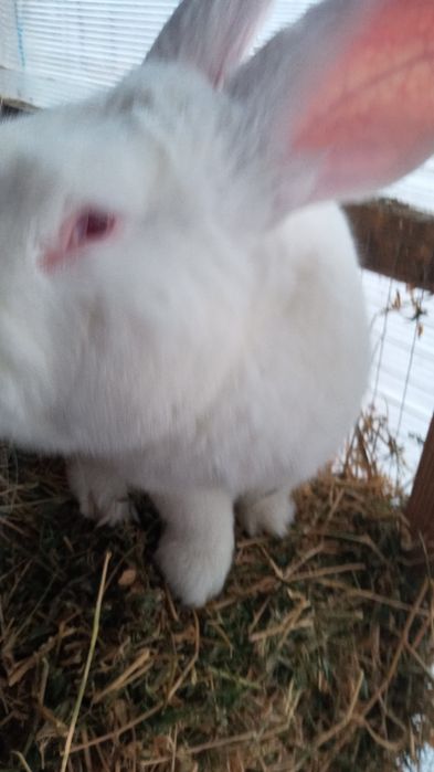 Vind iepuroi Fluture si Uriaș Alb