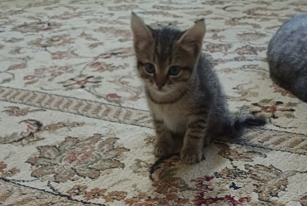 Продам котят  британцев