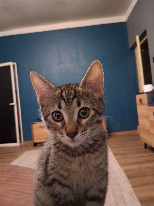 Котенца си търсят дом