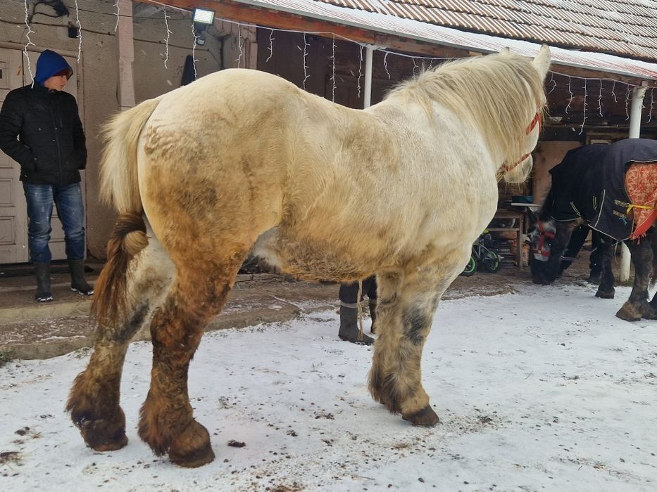 Cal semigreu garantat la probe