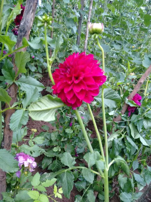 Продавам грудки от далии (гергини)