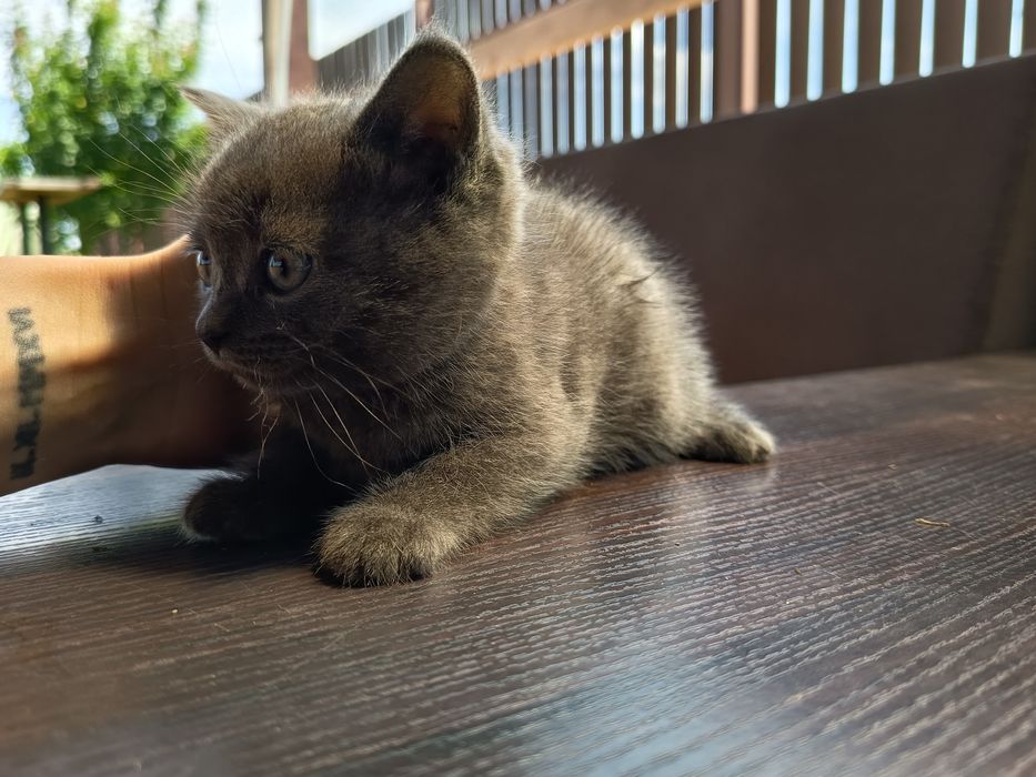 Pui de british shorthair