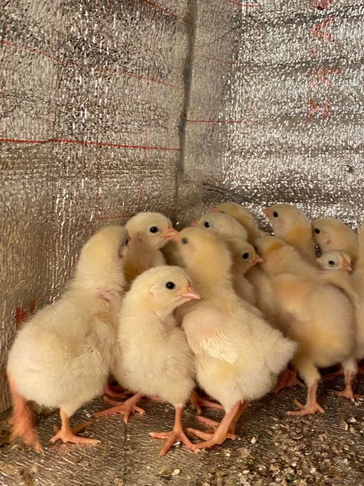 Адлер балапандары