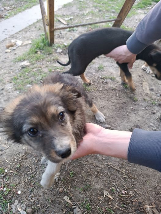 Отдам в хорошие руки щенят