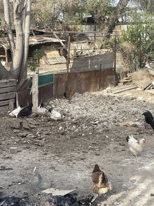 Тауық сатылады туып тур