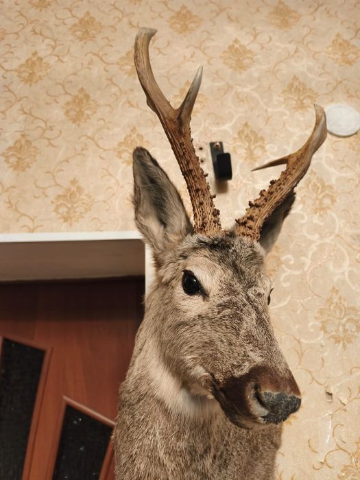 Продам Чучила Касули