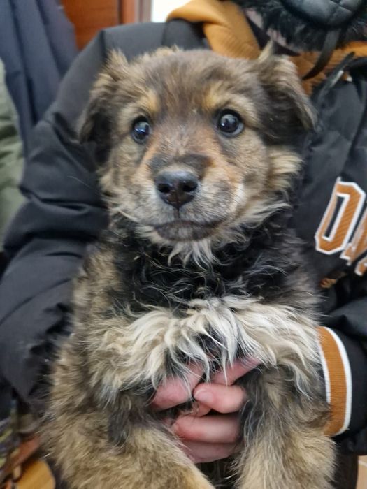 Щенков в добрые руки.