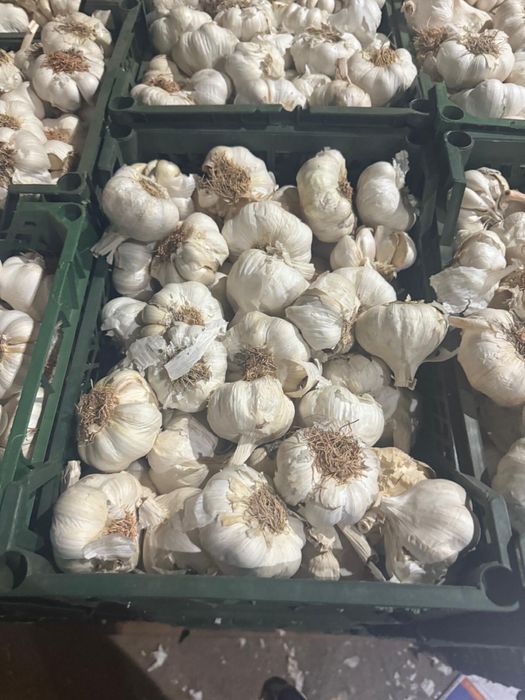 Vand usturoi de pus in pamant