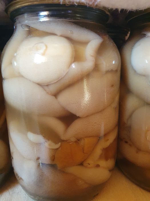 Грибы Маслята маринованные