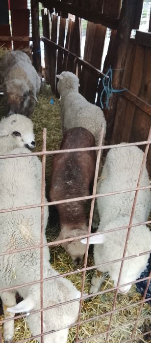 Vând 11 miei se afla în Rm sărat
