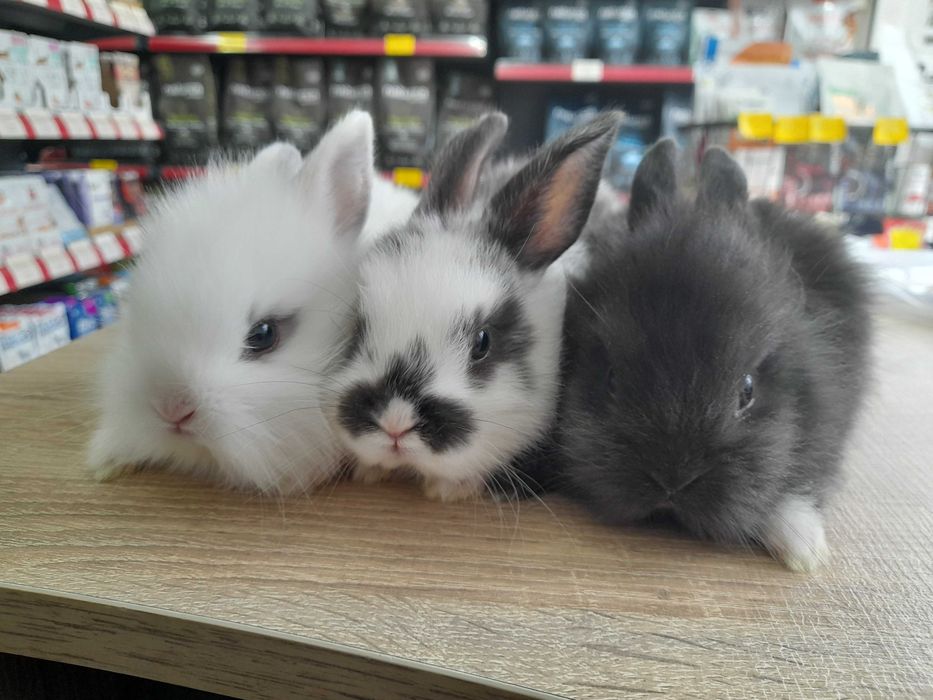 Декоративни мини зайчета