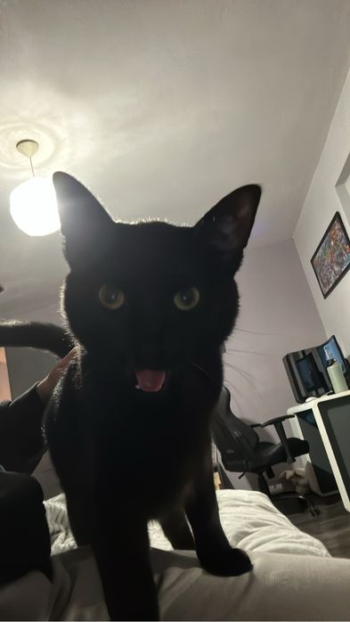 Подарявам мъжка котка