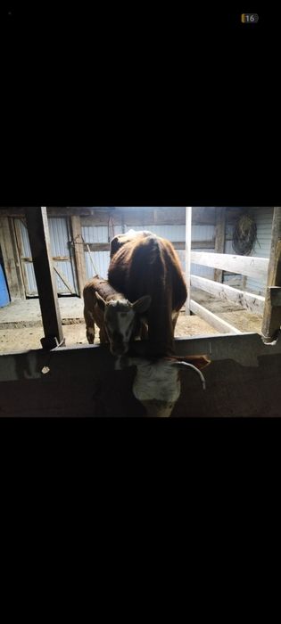 Продам корову с телонкам