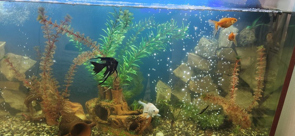 Аквариум сотилади