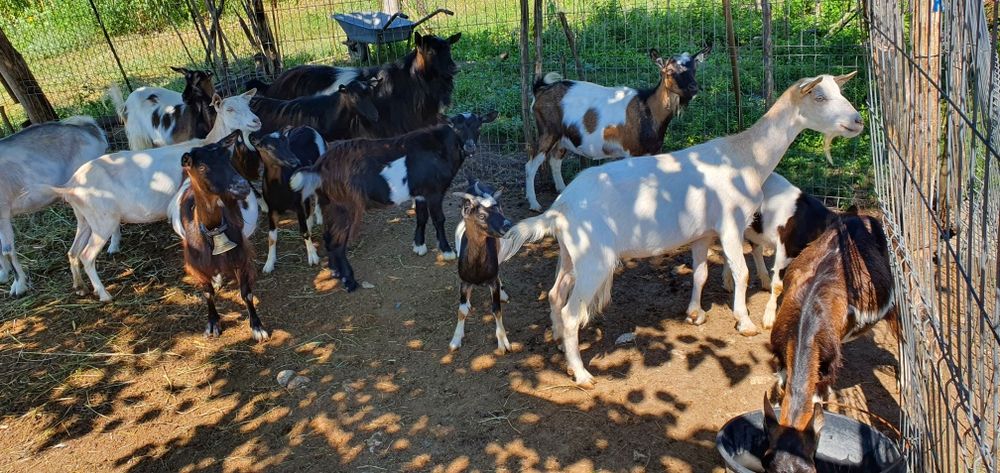 Vand 13 capre tinere