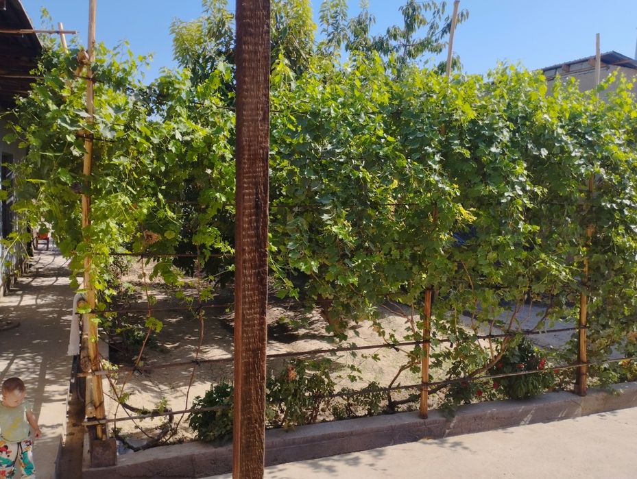 Zangiota tinchlik mahallada 7st 65000$ kelshamz yana