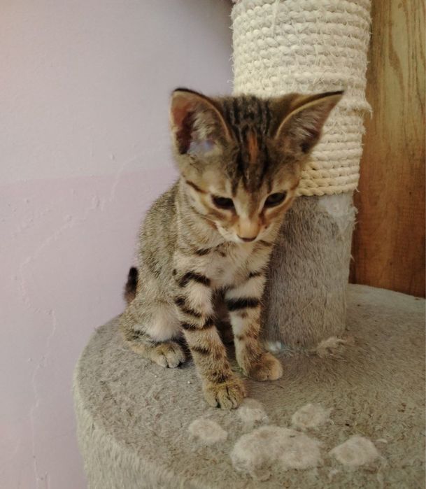 Котята в ответственные руки!